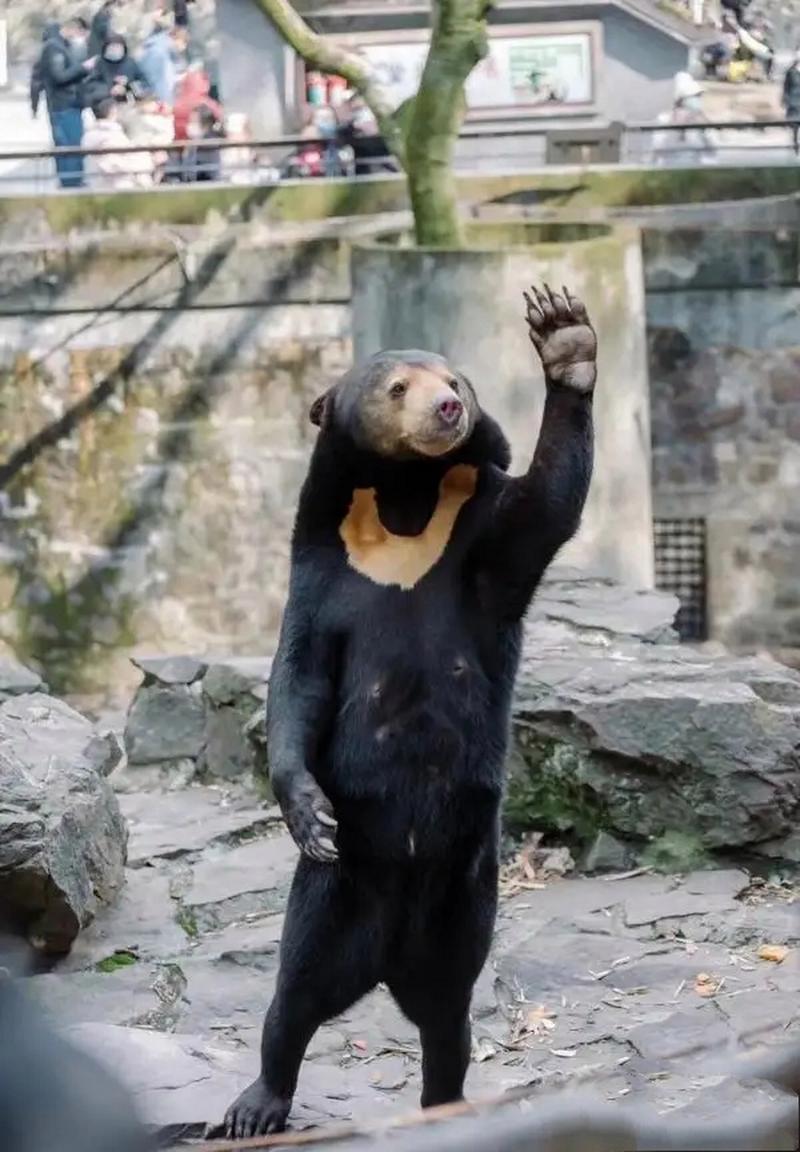 近日,杭州动物园里的马来熊火了! 若不是它张张嘴,很多网友还真拿它不