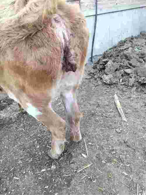 我家母牛怀孕六个月了水门流出像胎衣一样的东西前一天淌出点像恶露一
