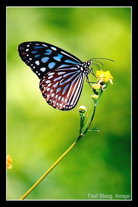 啬青斑蝶