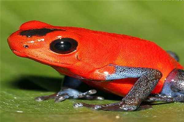 红带箭毒蛙色彩斑斓的一种青蛙强大的毒性