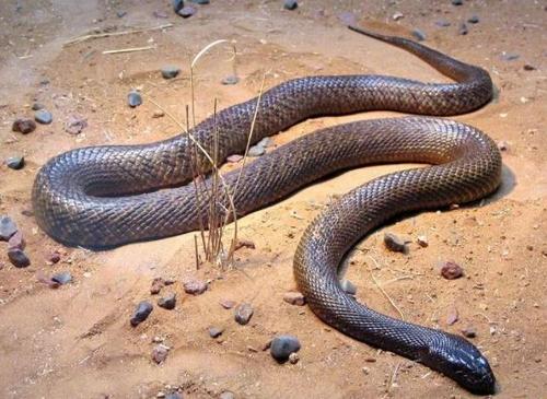 世界十大毒蛇世界上最致命的蛇