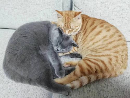 橘猫和蓝猫