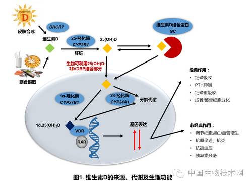 上海生科院揭示遗传与非遗传因素对维生素d人群干预的影响-搜狐