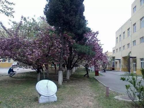 风景如画的耿丹校园,让我们共同感受这个樱花烂漫的美丽春天.