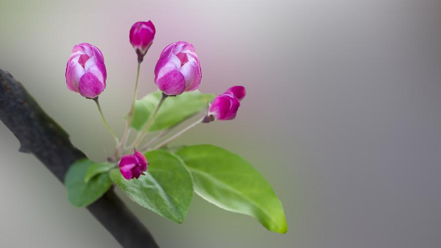 5k高清粉色海棠花唯美图片,鲜花-回车桌面
