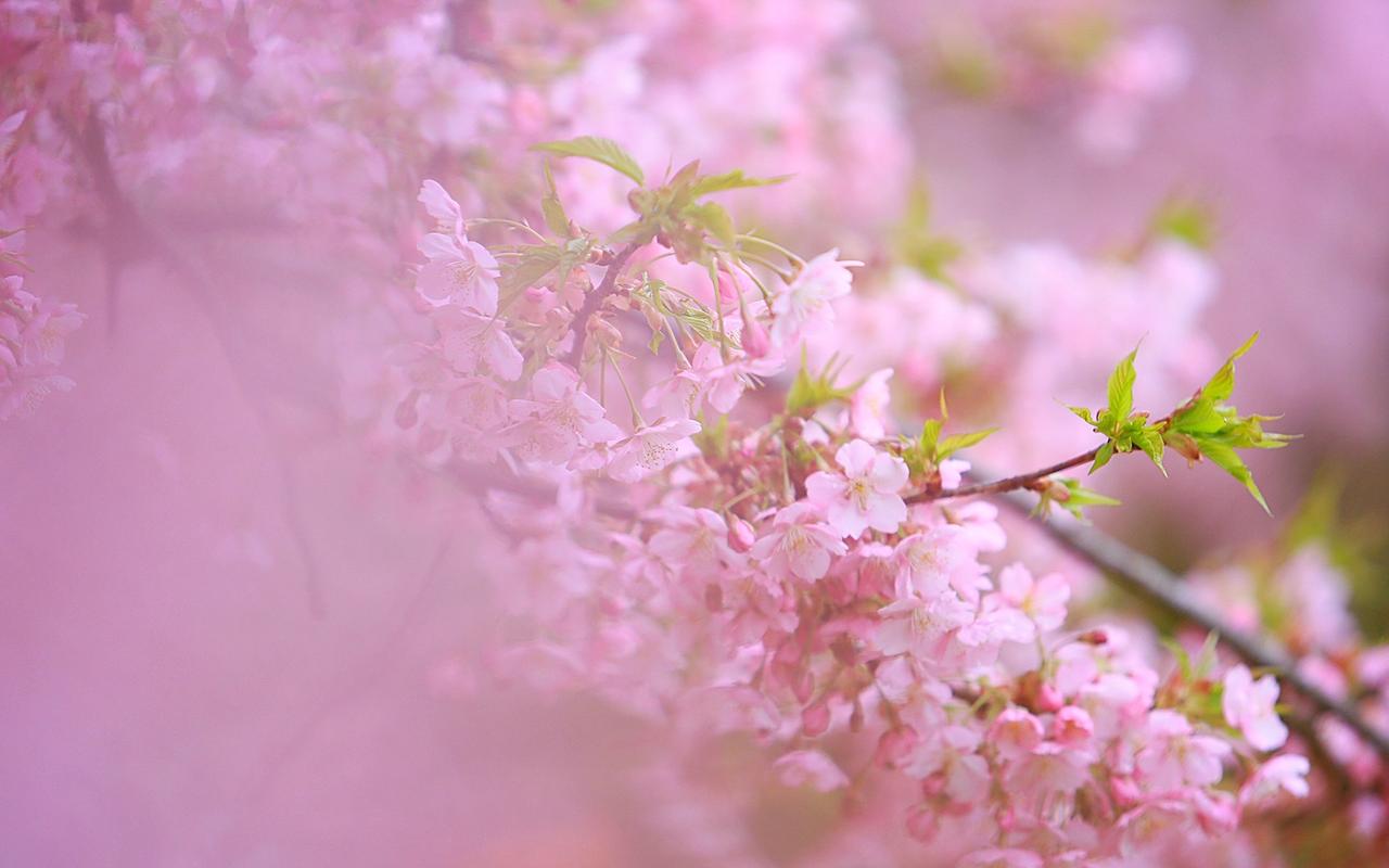 粉色樱花浪漫高清桌面壁纸高清大图预览1920x1200_植物壁纸下载_美桌