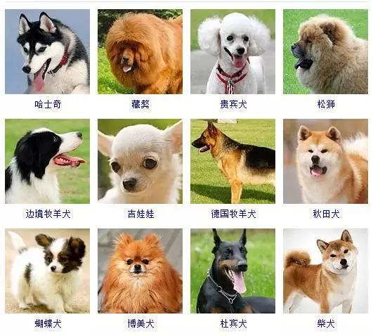 狗品种大全图片名字,你最喜欢哪种狗狗呢