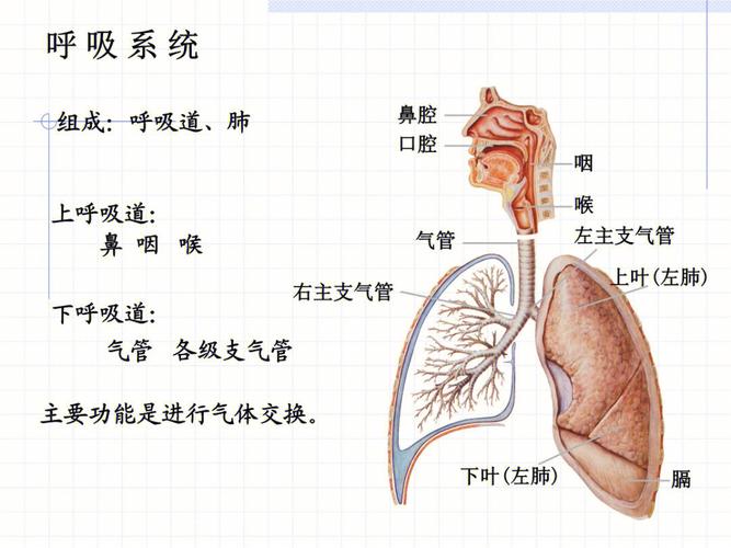 系统解剖呼吸系统