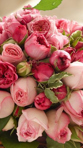 粉红色的玫瑰花朵,美丽的花束 iphone 壁纸
