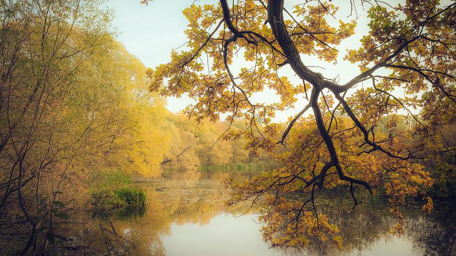 首页 自然和风景 秋天 秋天,池塘,树,黄色叶子 桌布 / 1920x1080 全