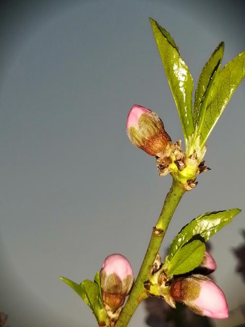 我家的桃树开了花