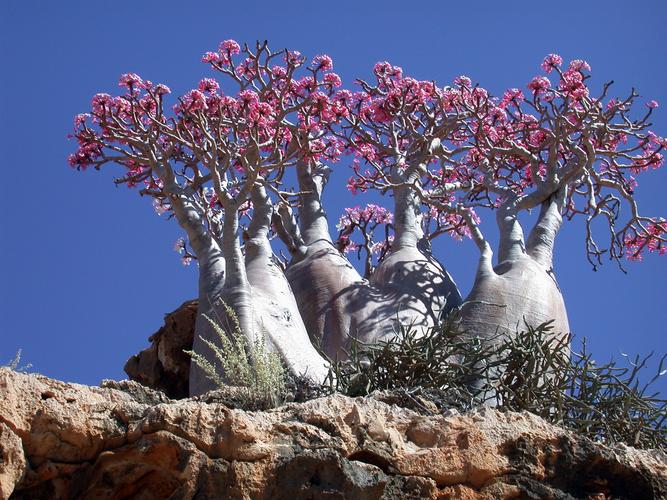 种植小记录系列沙漠玫瑰附一段种植视频