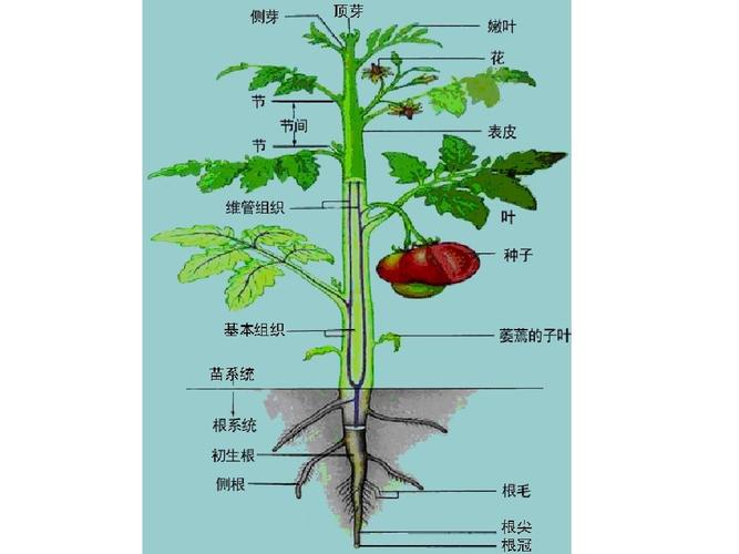 植物的结构与功能ppt