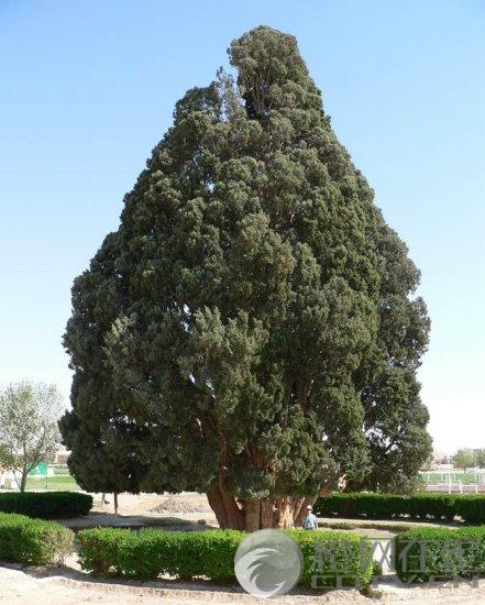 盘点地球上最古老 最珍贵和最庞大的树木