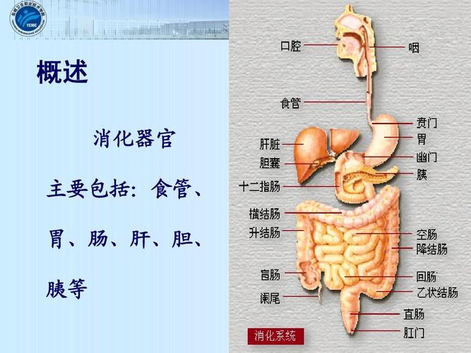 概述 消化器官 主要包括:食管, 胃,肠,肝,胆, 胰等 基础护理教研室