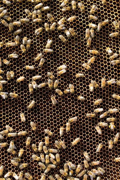 蜂巢图片-阳光下的蜂巢素材-高清图片-摄影照片-寻图免费打包下载