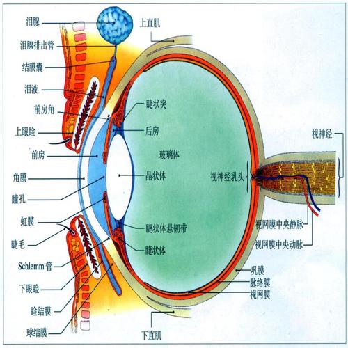 眼睛[视觉器官] - 头条百科