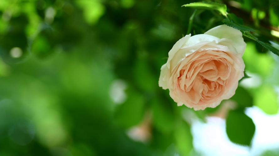 【1920x1080】玫瑰,鲜花,花蕾,绿叶,绿色背景,护眼壁纸 - 彼岸手机壁