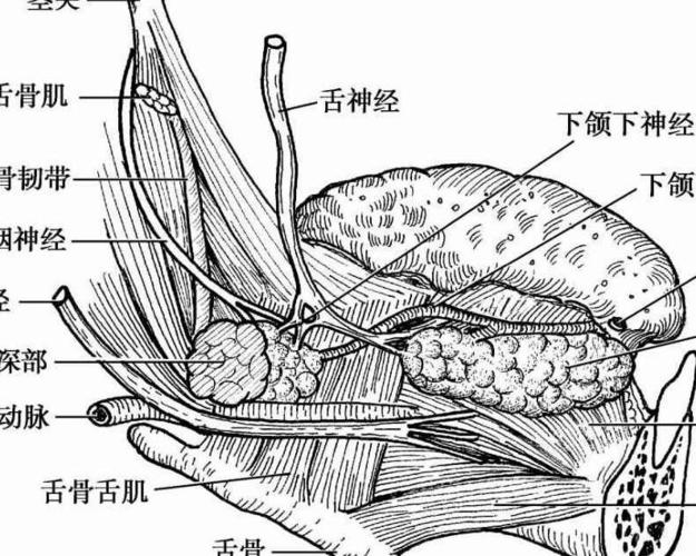 图2-10 下颌下腺导管与舌神经