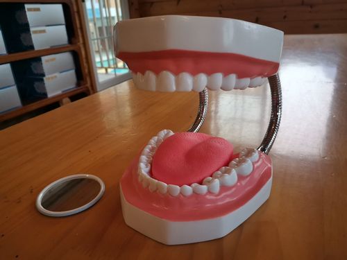 今日小班科创:牙齿模型