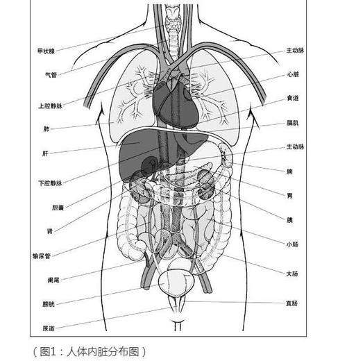 人体器官结构图五脏六腑肾的位置,身体各个器官疼痛位置图解
