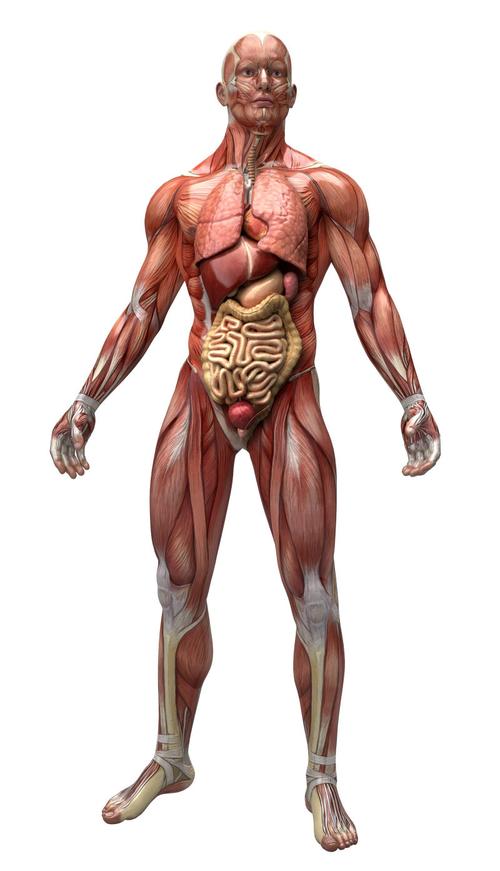 人体器官解剖图片-人体器官解剖三维绘图素材-高清图片-摄影照片-寻图