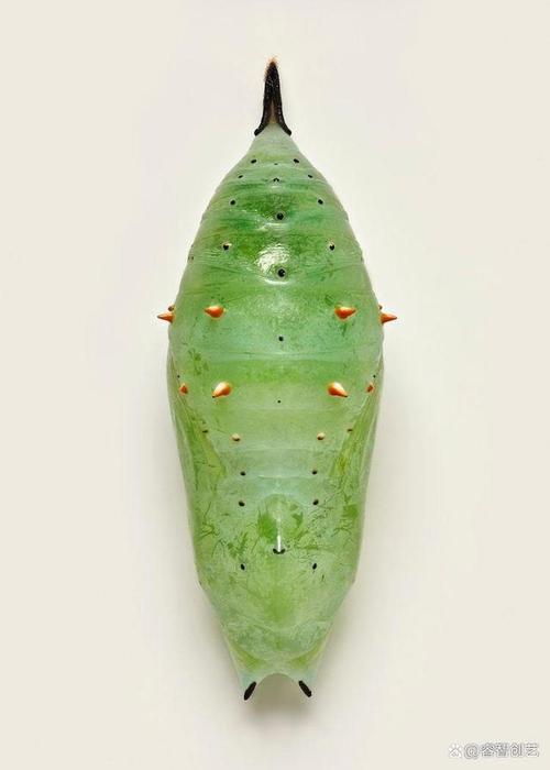 创作的英国艺术家levon biss把蝶蛹作为主角,捕捉蝴蝶破蛹蜕变阶段的