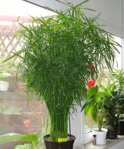 植物,它们的形态上很像竹子,可保持常年翠绿,观赏性好,很适合养成室内