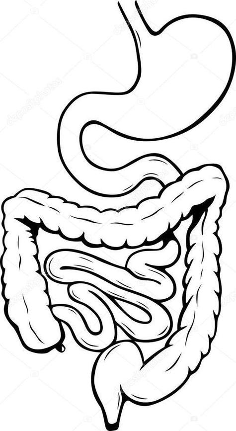 人体肠道结构图简笔画