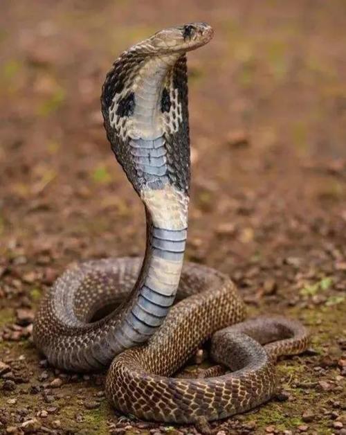 眼镜蛇是什么品种的蛇(眼镜蛇为什么叫眼镜蛇)(图4)