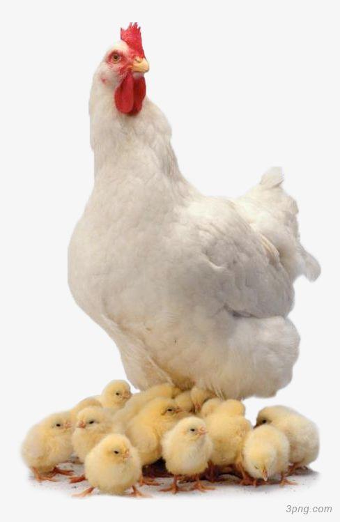 标签:母鸡白色母鸡母鸡白色家禽实物可爱手绘母鸡矢量母鸡卡通母鸡