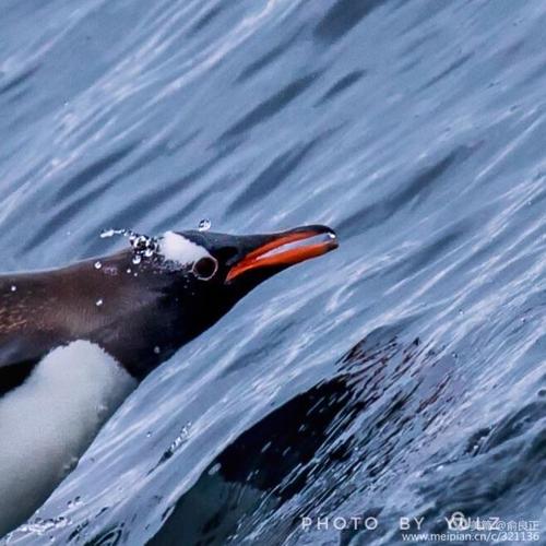 其它 冰海企鹅   在澳大利亚菲利普岛,看过仙企鹅在企鹅尖兵的带领下