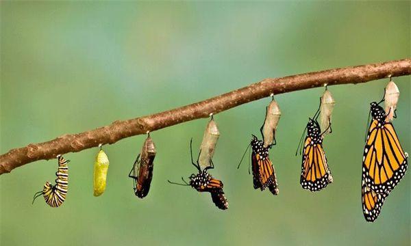 毛毛虫怎么变成蝴蝶的破茧成蝶幼虫逐渐长大