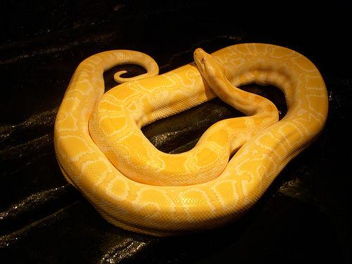 另类宠物 黄金蟒蛇 你能接受它吗? 2011-04-24