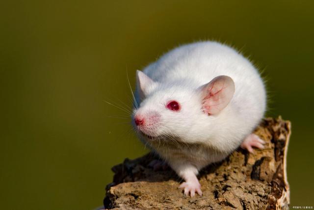 白化的鼷鼠-小白鼠