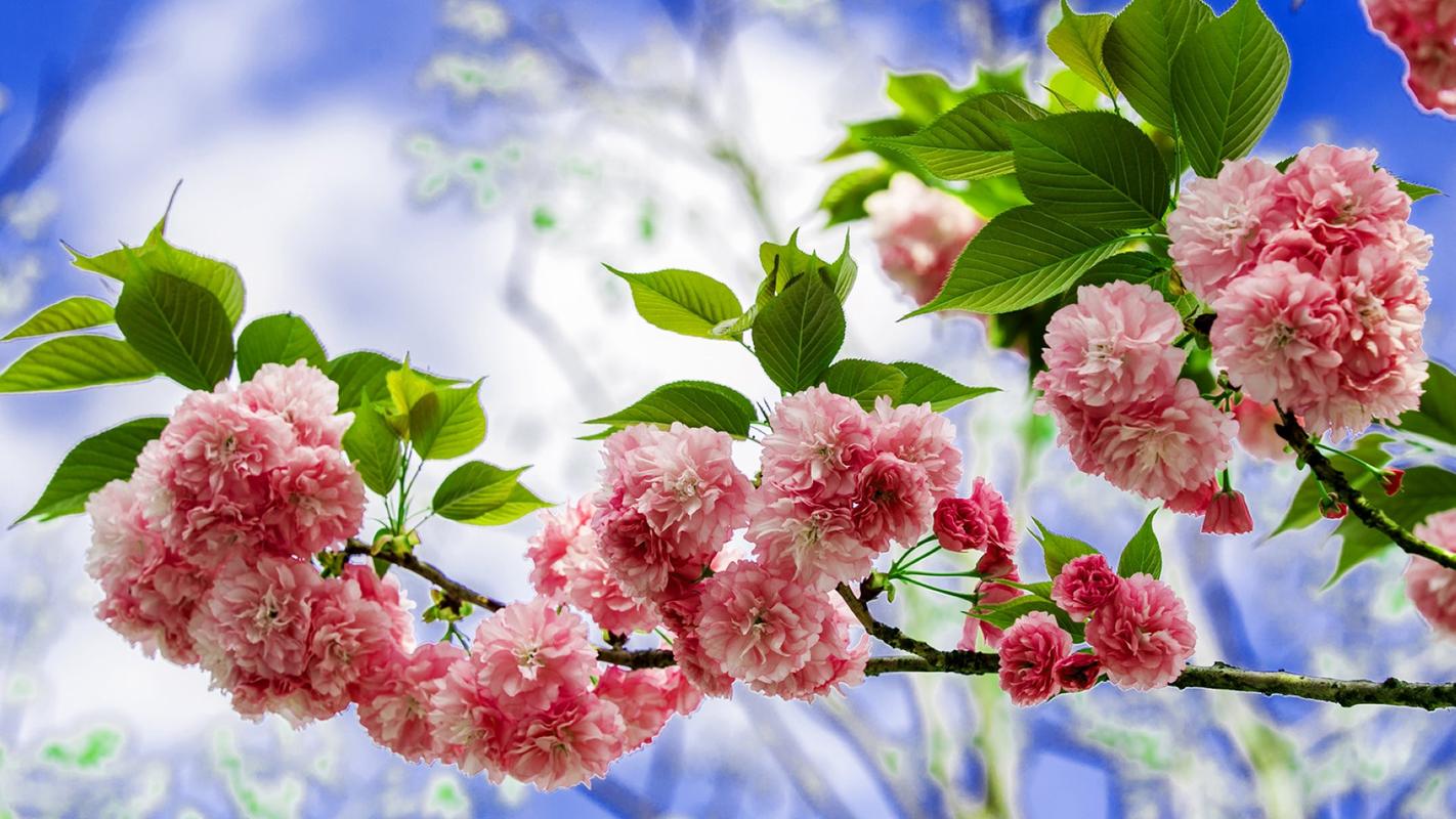 绚丽的樱花唯美高清桌面壁纸_植物壁纸_壁纸下载_美桌网