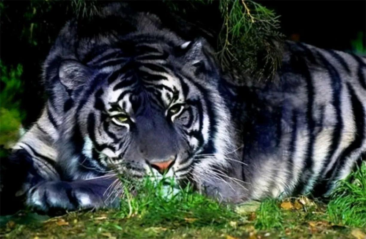 全球仅存6只的黑虎,是一种珍稀的大型猫科动物,长相凶猛霸气,拥有强大