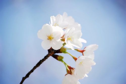 漂亮的白色樱花图片