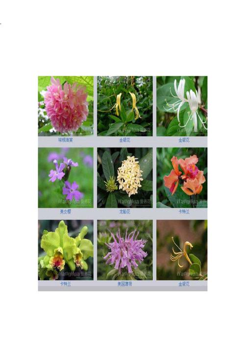 各种花的名称及图片