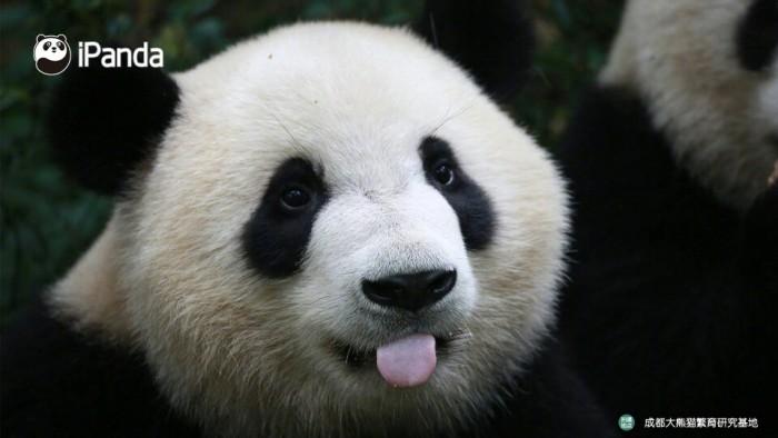 熊猫 卖萌吐小舌头的"福顺"