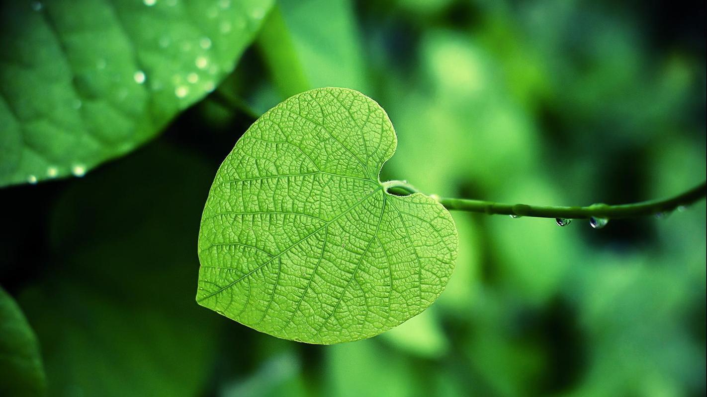绿色植物高清护眼桌面壁纸.非常养眼的绿色护眼植物.