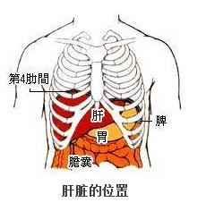 肝区疼痛的位置位于右侧季肋部,也就是肝脏的体表影射区域位置