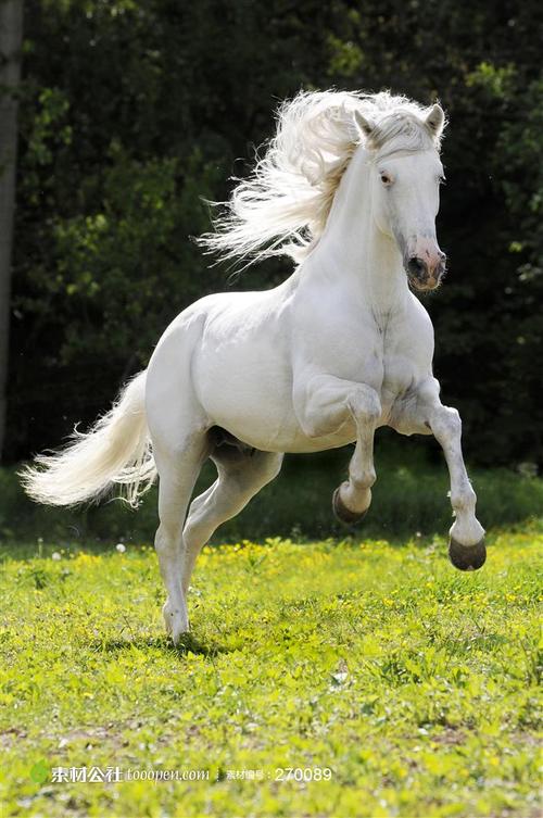 动物世界奔跑的白马高清摄影桌面壁纸图片素材