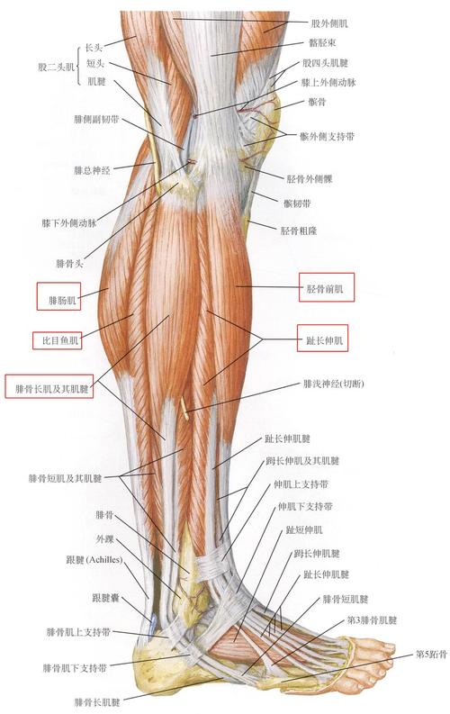 小腿肌正外侧面使踝关节背屈肌肉主要有:1#胫骨前肌,2#腓骨长肌, 3#趾