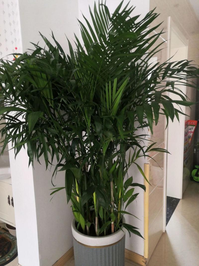 大型绿植真好看 夏威夷竹 今天新买了几盆绿植,这个夏威夷竹真是熠熠