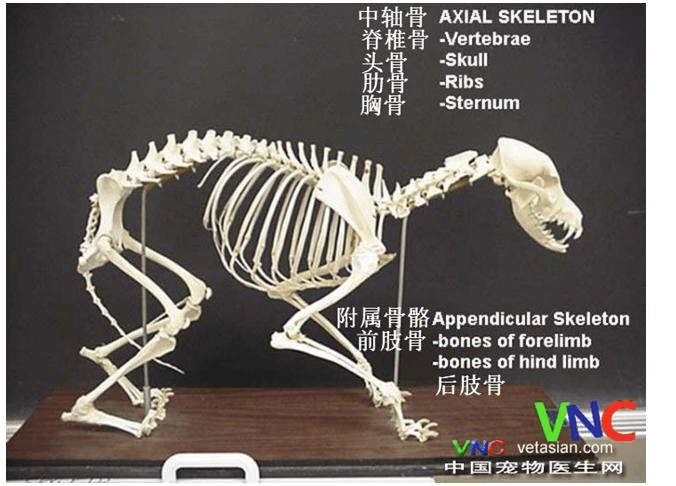 犬的骨骼解剖图