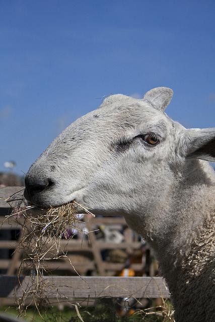blue faced leicester sheep | flickr – 相片分享!
