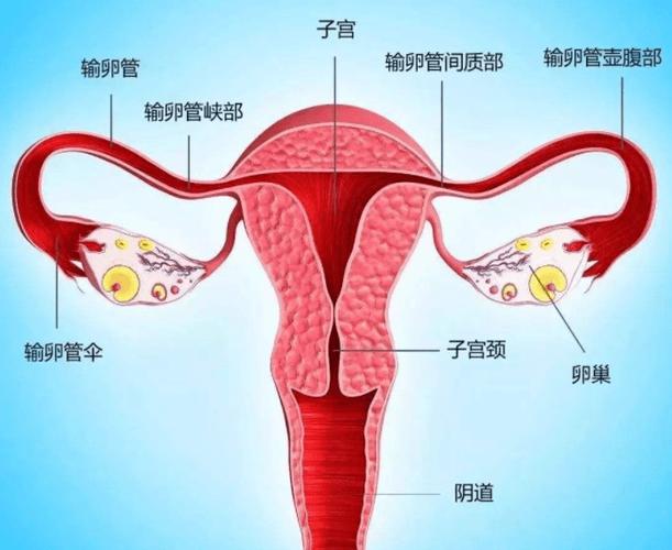 女性的生殖系统承担着孕育下一代的重要使命,主要由卵巢,输卵管,子宫
