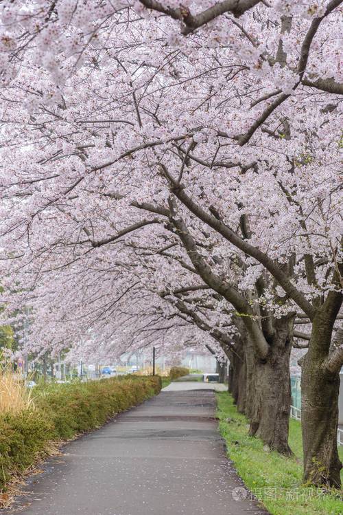 漂亮的樱花树图片(樱花是什么样的图片)