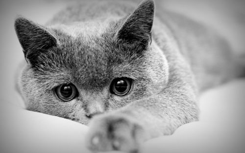 黑白猫咪萌宠可爱图片桌面壁纸